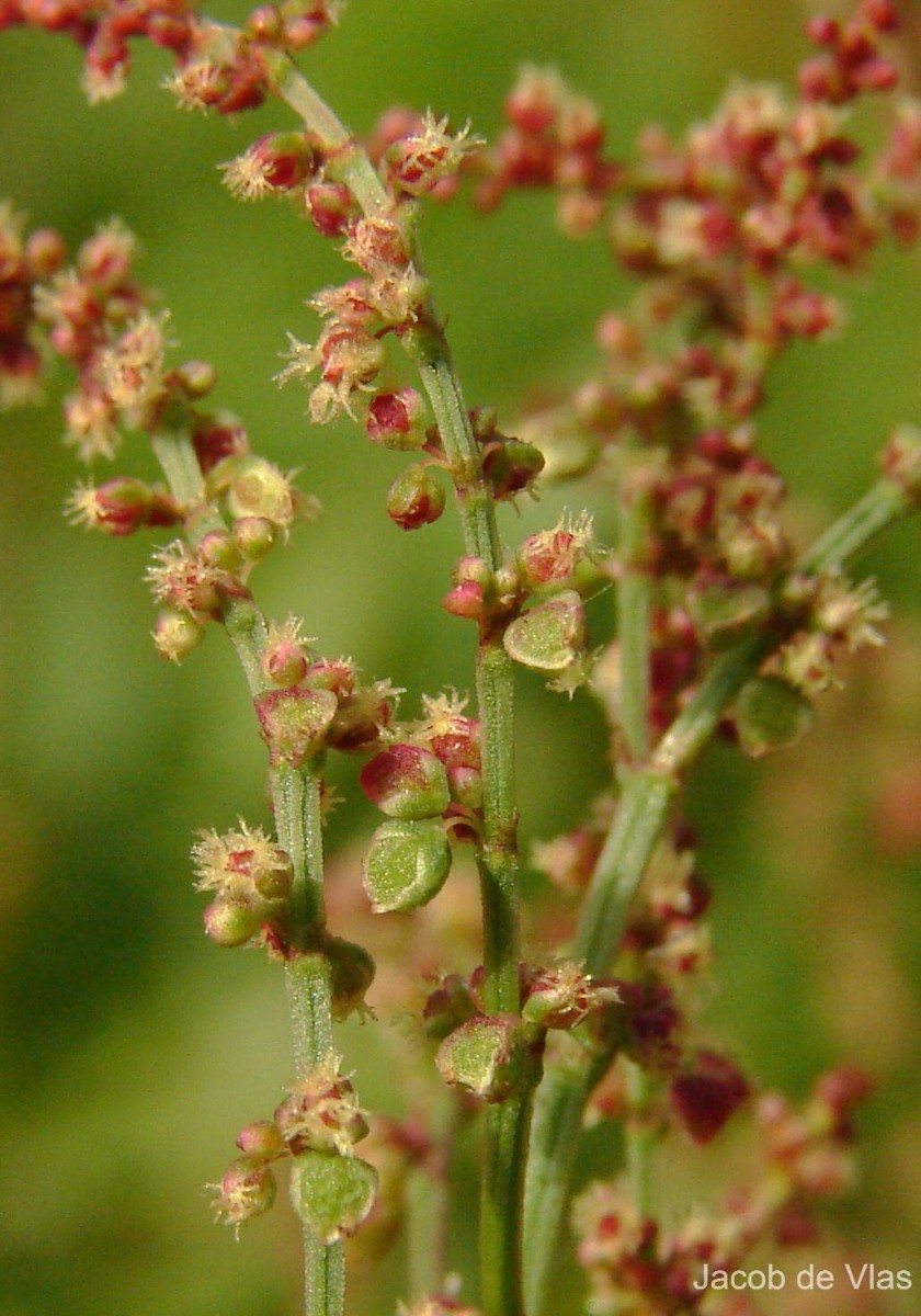 Rumex acetosella L.